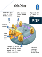 Ciclo Celular