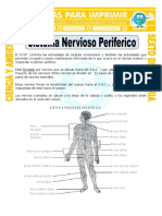 Ficha Sistema Nervioso Periferico para Sexto de Primaria