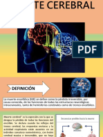 Muerte Cerebral