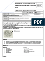 Estudio de Los Cromosmas Humanos en Células en Interfase