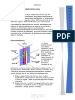 Anatomia PM