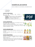 Clasificación de Las Plantas