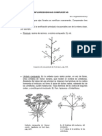 Complemento Teórico Inflorescencias Compuestas