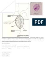 Dibujos Parasitologia