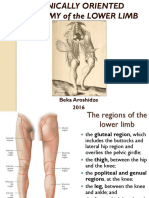 Lower Limb