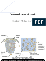 Gastrulación y Neurulación