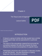 Week 4 Tissue Levels of Organizatio