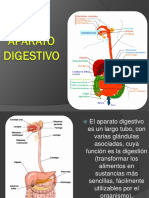 El Aparato Digestivo