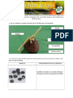 Partes de La Palma de Aceite