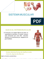 Sistema Muscular