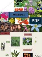 ASTERIDAE Gent Sola Lamia y Scrophu PDF