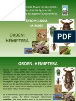 Hemiptera