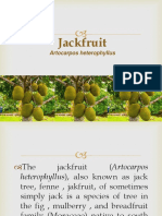 Jackfruit Report