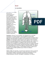 Aparato Reproductor