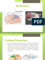 Lóbulo Frontal y Sus Disfunciones 