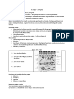 Endodoncia