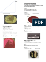 Staphylococcus Aureus - Pseudomonas Putida - Klebsiella Oxytoca