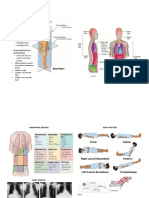 Anaphy Lab Reviewer: Midcornal Plane - Equally