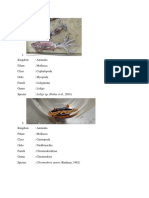 Jenis-Jenis Mollusca Kel 4