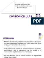 01) División Celular