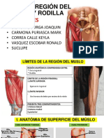 Anatomía Muslo y Rodillo