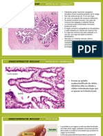 Histologia Del Aparato Reproduc Masculino