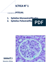 Histologia Practica