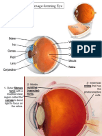 Anatomy of The Image-Forming Eye