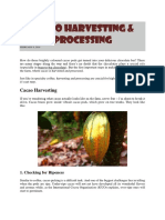 CACAO Harvesting and Processing