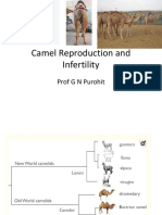 Camelid Infertility