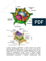 Célula Vegetal