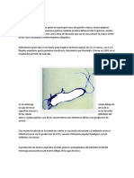 De Helicobacter Pylori Ofi