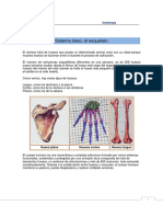 Osteologia Dibujos