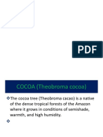 Cocoa Production