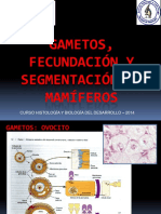 Gametos Fecundación y Segmentación en Mamíferos