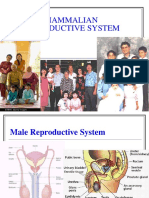 Mammalian Reproductive System