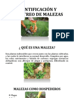 Muestreo de Malezas