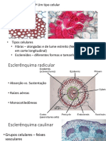 5 Sistema Vascular