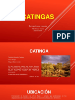 CATINGAS AVANZADAjct