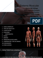 Sistema Muscular