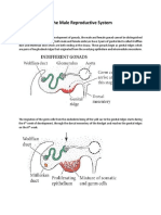 Development of The Male Reproductive System PDF