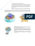 Las Funciones de Las Partes de La Célula