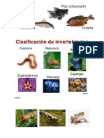 Grupo de Animales Vertebrados e Invertebrados