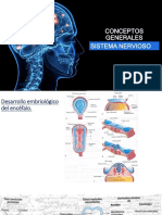 Dia 1.1. Generalidades Del Sistema Nervioso.