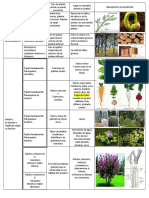 Tipo de Tejido Tejidos Vegetales y Su Ubicación