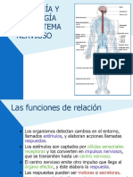 Fisiologia Sistema Nervioso