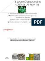 Clase 4 Efectos Sobre Fisiologia de Plantas