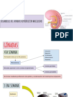 EMBRIOLOGÍA