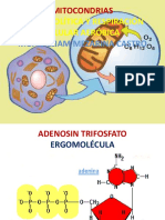 Mitocondrias y Respiracion Celualr