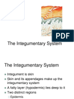 The Integumentary System